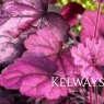 Heuchera 'Wild Rose' PBR (Primo Series)