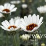 Rhodanthemum 'African Spring'