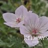 Erodium x lindavicum