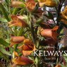 Digitalis x valinii 'Firecracker'