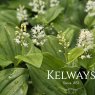 Maianthemum canadense