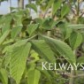 Dahlia imperialis (B)