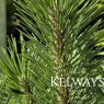 Pinus mugo