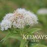 Spiraea japonica 'Shirobana'