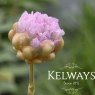 Armeria pungens