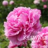 Paeonia lactiflora 'Doctor Alexander Fleming'
