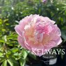 Paeonia lactiflora 'Angel Cheeks'