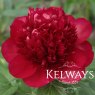 Paeonia 'Christmas Velvet'