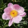 Paeonia lactiflora 'Nymphe'