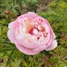 Paeonia 'Eden's Perfume'