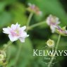 Geranium pratense 'Algera Double'