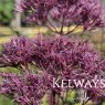 Eutrochium purpureum