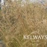 Eragrostis curvula