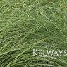 Eragrostis curvula