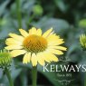 Echinacea 'Cleopatra' PBR (Butterfly Series)