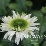 Echinacea purpurea 'Vanilla Cupcake' PBR (d)