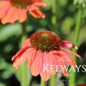 Echinacea SOMBRERO HOT CORAL (Balsomcor' PBR) (Sombrero Series)