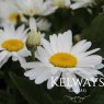 Leucanthemum x superbum WESTERN STAR LEO ('Leuz0002' PBR)
