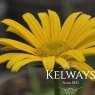 Buphthalmum salicifolium (2 litre pot)