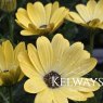 Osteospermum SENORITA NINA ('Sn07' PBR)