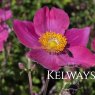 Anemone hupehensis EMMY PINK BLUSH ('Abane088')