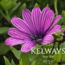 Osteospermum SENORITA LOLA ('Sn05' PBR)