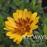 Osteospermum SENORITA KIKI