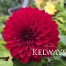 Dahlia DALINA MAXI DARK RED (Dalina Maxi Series)