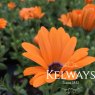 Dimorphotheca ecklonis ORANGE SYMPHONY ('Seimora' PBR) (Symphony Series)