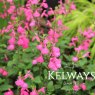 Salvia microphylla 'Cerro Potosi'