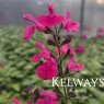 Salvia microphylla 'Cerro Potosi'