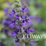 Salvia Mystic Spires Blue ('Balsalmisp')