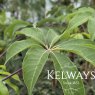 Heptapleurum shweliense (3 litre pot)