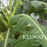 Sonchus fruticosus (3 litre pot)