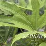 Fatsia polycarpa