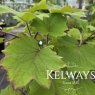 Roldana petasitis (3 litre pot)