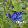 Salvia patens