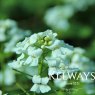 Pachyphragma macrophyllum