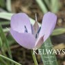 Calochortus 'Cupido' PBR (2 litre pot)