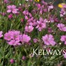 Gypsophila repens 'Rosea'