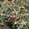 Epimedium wushanense 'Caramel' (2 litre pot)