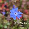 Ceratostigma griffithii