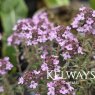 Thymus 'Peter Davis'