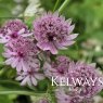 Astrantia major 'Pink Pride'