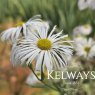 Erigeron 'Sommerneuschnee'