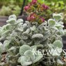 Origanum dictamnus