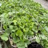 Dichondra micrantha (9cm pot)