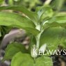 Disporopsis undulata (2 litre pot)