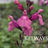 Salvia 'Tutti Frutti'