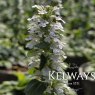 Ajuga reptans f. albiflora 'Alba'